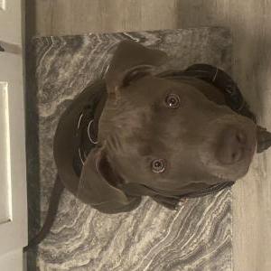 Lost Dog Blue