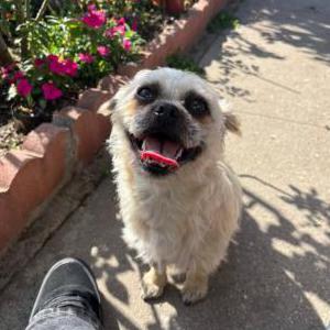 Lost Dog Lucy