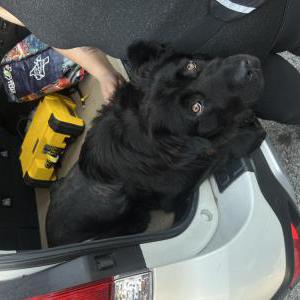 Image of Unknown, Found Dog