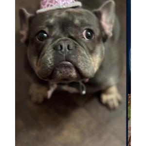 Lost Dog Scarlett
