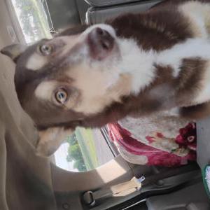 Lost Dog Brownie