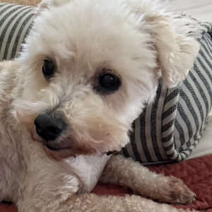 Lost Dog Cinnamon