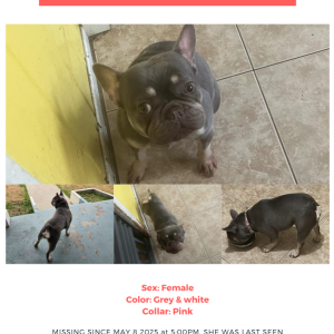 Image of Pinky, Lost Dog