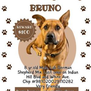 Lost Dog Bruno