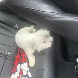 Image of Benji, Lost Dog