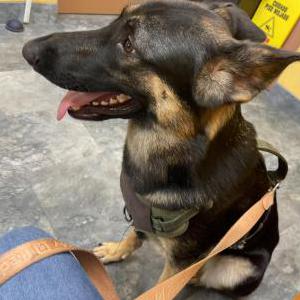 Lost Dog AKIRA