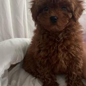 Image of Coco, Lost Dog