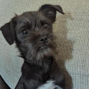 Image of unknown, Found Dog