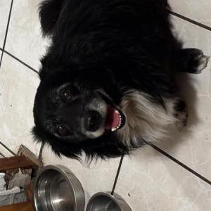 Lost Dog Blacky