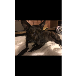Lost Dog Pepper