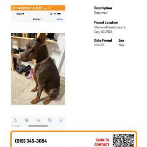 Image of Unknown, Found Dog
