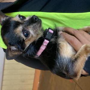 Found Dog Unknown