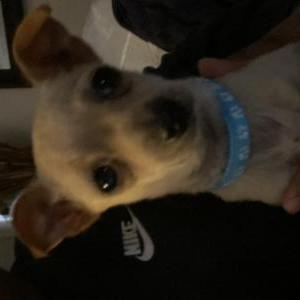 Image of Unknown, Found Dog