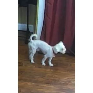 Image of Jumanji, Lost Dog