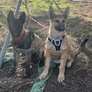Image of Shrek & Fiona, Lost Dog