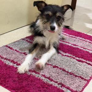 Image of Unknown, Found Dog