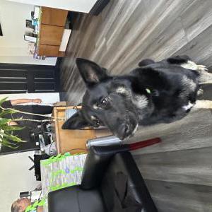 Image of Unknown, Found Dog