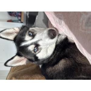 Image of Snow, Lost Dog