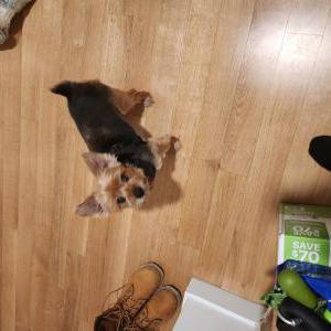 Image of Champion, Lost Dog