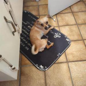 Image of Sky, Lost Dog