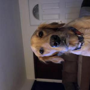 Image of Josie, Lost Dog