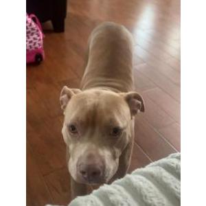 Lost Dog nala