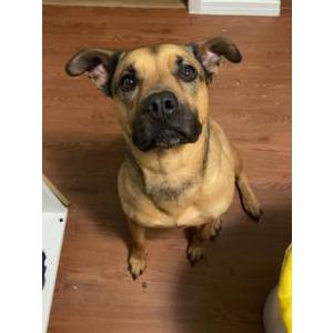 Lost Dog Nala