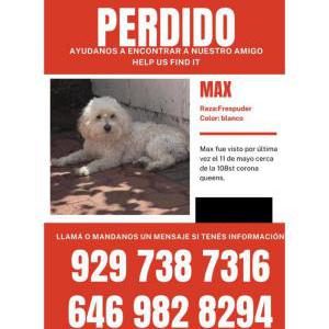 Image of Max, Lost Dog