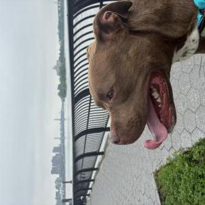 Image of Juliette, Found Dog