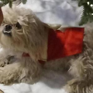 Image of Olaf, Lost Dog