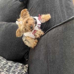 Image of Princess , Lost Dog