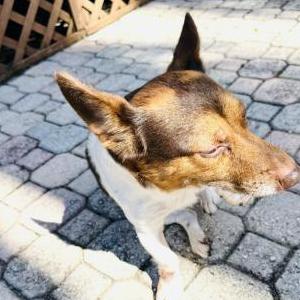 Found Dog Unknown