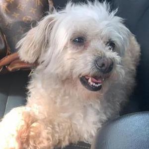 Image of Harley, Lost Dog