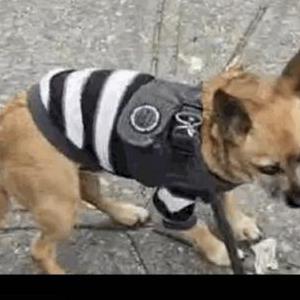 Image of Bloo, Lost Dog