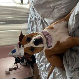 Image of Paris, Lost Dog