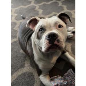 Image of Mamas, Lost Dog