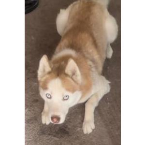 Image of Goku, Lost Dog