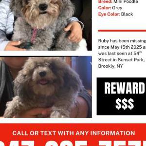 Image of Ruby, Lost Dog