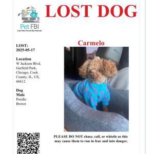 Image of Carmelo, Lost Dog