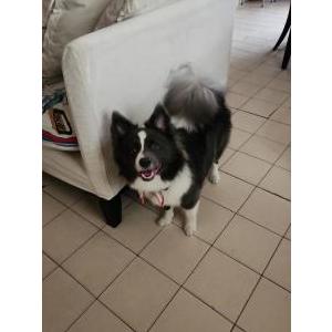 Image of Samson Andino, Lost Dog