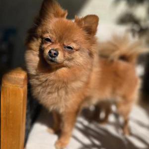 Lost Dog Minnie