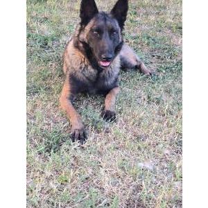 Found Dog Unknown
