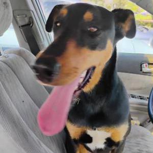 Lost Dog Cookie