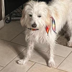 Image of Luke, Lost Dog