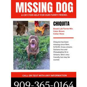 Image of Chiquita, Lost Dog