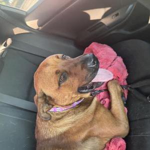 Image of Unknown, Found Dog