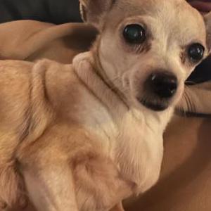 Lost Dog Chanel