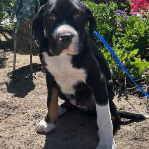 Image of Unknown, Found Dog