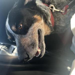 Image of Kyle, Lost Dog