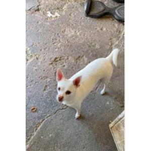 Image of Coqueta, Lost Dog